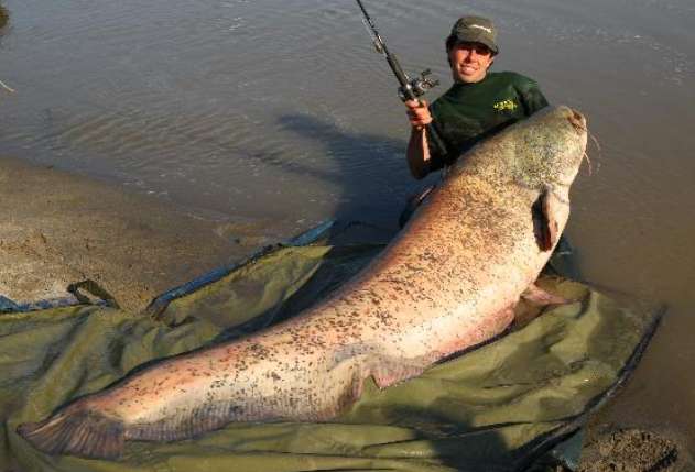 wereldrecord_meerval_italie